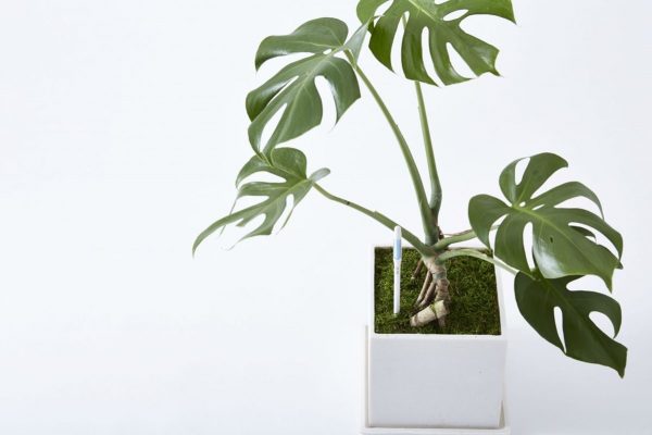 ころ合いが難しい植物の水やり 一発で可視化できるアイテム