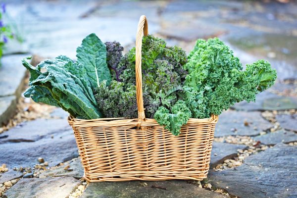 ハマル理由も嫌いな理由もこれで納得！パクチートリビア5