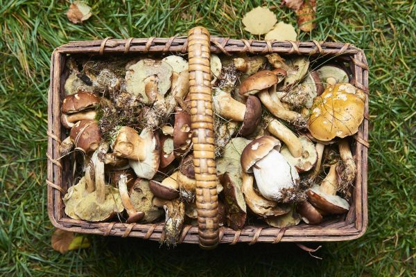 低カロリーが嬉しい！便秘改善には山の幸〇〇〇を食べるだけ！